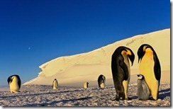 Emperor Penguin Family, Antarctica
