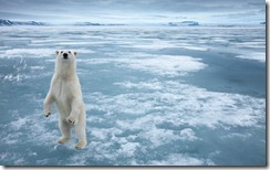 Polar Bear, Nordauslandet, Svalbard, Norway