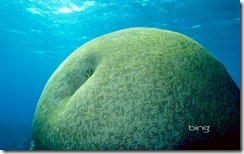 A large brain coral grows toward the ocean's surface in the Great Barrier Reef of Australia