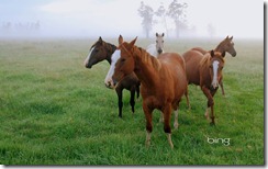 Small group of horse in New South Wales, Australia
