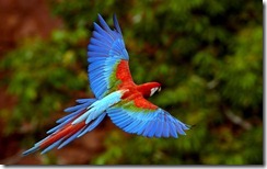 Arara Vermelha em vôo no Mato Grosso do Sul, Brasil (Red Macaw in flight at Mato Grosso do Sul, Brazil)