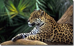 Onça Pintada na Floresta Amazônica, Brasil (Jaguar in Amazon Rainforest, Brazil)