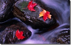 Autumn Maple Leaves on Rocks in Stream, Gatineau Park/Feuilles d’érable en automne sur des galets de rivière, parc de la Gatineau, Quebec/Québec