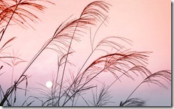 落日时的草，中国广西 (Grass at Sunset on Mountain Slope in Guangxi, China)