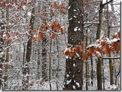 snow covered oak trees
