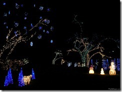 winter wonderland lights