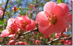 Cherry tree bloom, Průhonice Park