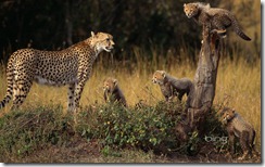 Cheetah and cubs in the Masai Mara National Reserve, Kenya