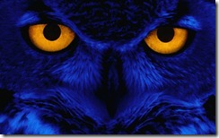 Owl with Yellow Eyes