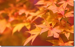 紅葉 (Japanese Maple)