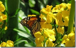 Butterfly in Christchurch, New Zealand