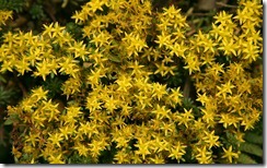 Little Yellow Flowers on NengGo Mountain - 能高山上的黃色小花