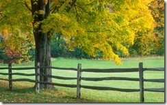 Sugar maple tree by a split-rail fence in rural Vermont, United States