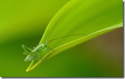 Grasshopper in Biebrza Nature Reserve, Poland
