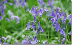 English Bluebells (Wood Hyacinth), Wendover Woods, Buckinghamshire; UK