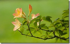 Azaleas in Washington State, USA