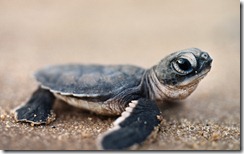 Green sea turtle hatchling in Surinam, South America