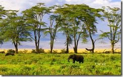 African Elephant in Ngorongoro Crater in Ngorongoro Conservation Area, Tanzania