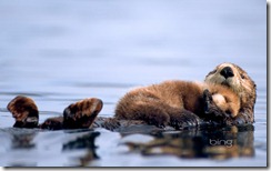 female sea otter floats with a newborn pup resting on her chest in Prince William Sound, Alaska