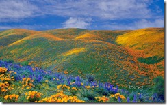 Spring wildflowers in Antelope Valley, California