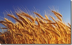 Wheat crop ready for harvest, close-up, Australia