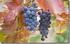 Fresh grapes on vines, California, United States