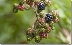 Blackberries ripening on vine