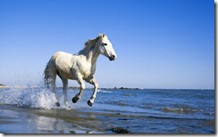 Camargue Horse Running on Beach
