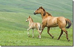 Mare and foal running across pasture in Alberta, Canada
