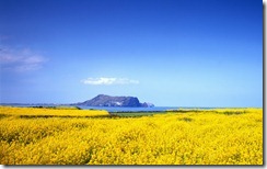 제주도 봄 (Spring on Jeju Island)