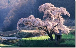 桜 (Cherry Tree, Japan)