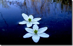 Ziedi ūdenī (Flowers in the water, Latvia)