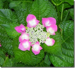 P5283250