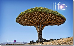 2-life-tree