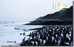 4-life-penguins