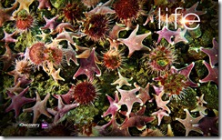 5-life-starfish