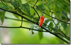 चरपरी तेज़ लाल मिर्च Red Hot Chili Pepper, Kerala, India