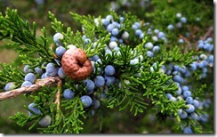 Juniper berries, Point Au Roche, Plattsburgh, New York