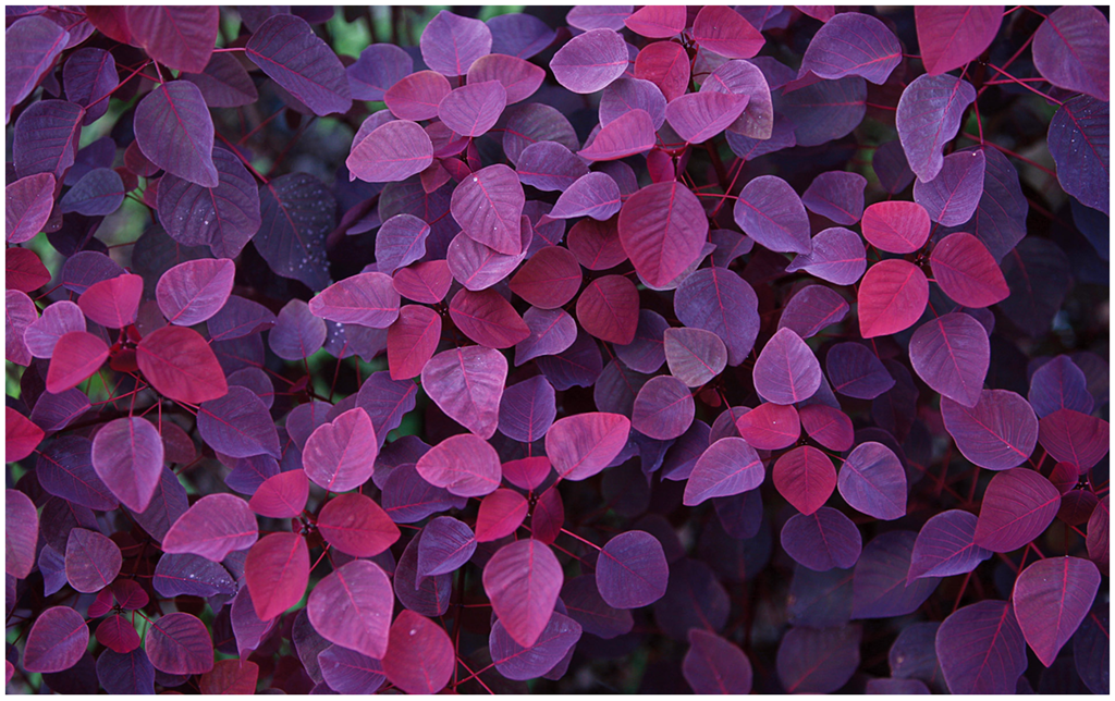 Purple Leaves and Flowers Windows 7 Desktop Backgrounds - Windows Live 