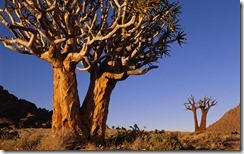 Quiver Trees, Richtersveld National Park