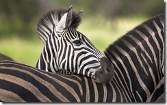 Plain’s Zebra at Kruger National Park