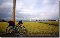 台東市郊稻田 (The Rice Fields at Taitung City)