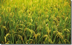 嘉南平原稻田 (The rice fields of the Jianan Plain)