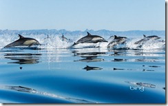 Common Dolphins in the Gulf of California,  Mexico