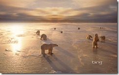 Polar bears near Churchill, Manitoba, Canada