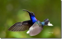 Violet Sabrewing Hummingbird, Monteverde, Costa Rica