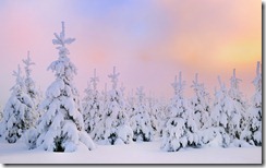 Snow covered fir trees at dawn, Mount Fichtelberg, Erzgebirge, Saxony, Germany