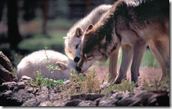 Gray wolves in wildlife sanctuary