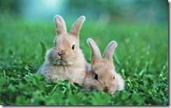 Two Baby Rabbits, Outdoors