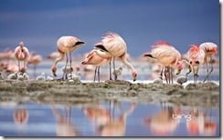 James' flamingos on islet in Laguna Colorada, Bolivia